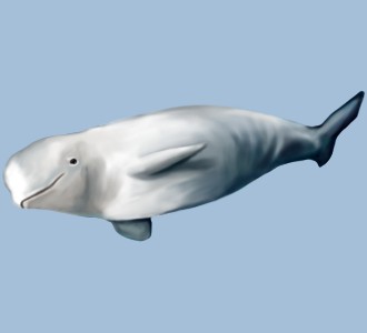 Beluga - color 7
