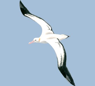 Albatros - color 5