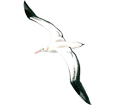 Albatros - color 5
