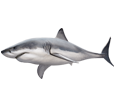Tiburón blanco - color 1
