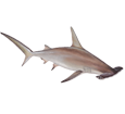 Tiburón martillo - color 1
