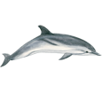 Delfín - color 1