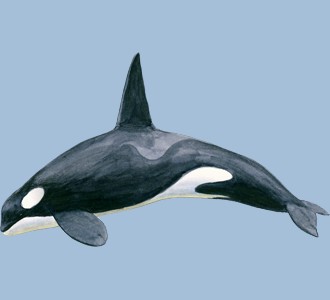 Orca - color 65