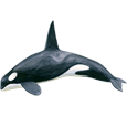 Orca - color 65