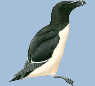Pingüino torda - color 65
