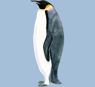 Pingüino emperador - color 59
